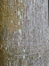 Finely Textured Tree Bark Pattern