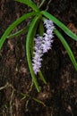 Natural Foxtail Orchid or Rhynchostylis retusa hanging on tree in forest