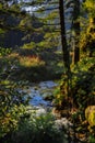 natural frame foliage foreground with background view on highland mountain river stream at spring time bright day Royalty Free Stock Photo