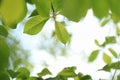 Natural frame of fresh green tree leaves Royalty Free Stock Photo