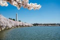 Natural frame with Pink Cherry blossom flowers trees at Tidal Basin Royalty Free Stock Photo