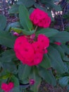 Natural and fresh also beautiful red flower from vegatation near sidewalk