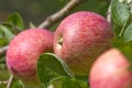 Natural fresh apple growing on the tree