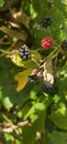 Natural fresh blackberries Bouquet of ripe and unripe blackberry fruits - Rubus fruticosus - branch with green leaves at the farm Royalty Free Stock Photo