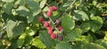 Natural fresh blackberries Bouquet of ripe and unripe blackberry fruits - Rubus fruticosus - branch with green leaves at the farm Royalty Free Stock Photo