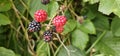 Natural fresh blackberries Bouquet of ripe and unripe blackberry fruits - Rubus fruticosus - branch with green leaves at the farm Royalty Free Stock Photo