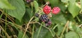 Natural fresh blackberries Bouquet of ripe and unripe blackberry fruits - Rubus fruticosus - branch with green leaves at the farm Royalty Free Stock Photo