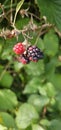 Natural fresh blackberries Bouquet of ripe and unripe blackberry fruits - Rubus fruticosus - branch with green leaves at the farm Royalty Free Stock Photo