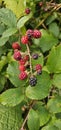 Natural fresh blackberries Bouquet of ripe and unripe blackberry fruits - Rubus fruticosus - branch with green leaves at the farm Royalty Free Stock Photo