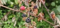 Natural fresh blackberries Bouquet of ripe and unripe blackberry fruits - Rubus fruticosus - branch with green leaves at the farm Royalty Free Stock Photo