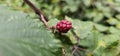 Natural fresh blackberries Bouquet of ripe and unripe blackberry fruits - Rubus fruticosus - branch with green leaves at the farm Royalty Free Stock Photo
