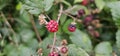 Natural fresh blackberries Bouquet of ripe and unripe blackberry fruits - Rubus fruticosus - branch with green leaves at the farm Royalty Free Stock Photo