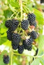 Natural fresh blackberries in a garden. Bunch of ripe blackberry fruit - Rubus fruticosus - on branch of plant with green leaves