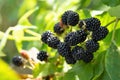 Natural fresh blackberries in a garden. Bunch of ripe blackberry fruit - Rubus fruticosus - on branch of plant Royalty Free Stock Photo