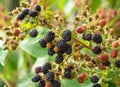 Natural fresh blackberries in a garden. Bunch of ripe and unripe blackberry fruit - Rubus fruticosus - on branch of plant