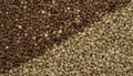 Natural fresh buckwheat and green buckwheat as background. Royalty Free Stock Photo