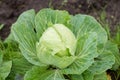 Natural fresh cabbage. Farming, harvest