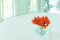 Natural fresh colorful red orange flower in glass vase on table with nature window light background Royalty Free Stock Photo