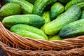 natural fresh cucumber lies in a basket