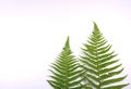 Natural fresh fern leaves look like christmas tree on white background with copy space for your own text like a christmascard