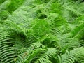 Natural, fresh fern (marattiaceae) in the forest