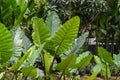 Natural Fresh Garden Leaves Of Alocasia Macrorrhiza Or Giant Taro Plant