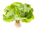 Natural fresh green butterhead lettuce isolated Royalty Free Stock Photo