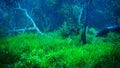 Natural fresh green grass trees and fog in tropical rain forest in Thailand Royalty Free Stock Photo