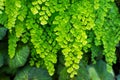 Natural fresh green leaves Maidenhair fern or Adiantum capillus veneris Leafs texture pattern for environment and ecology nature Royalty Free Stock Photo