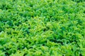 Natural fresh green leaves tree in the garden, green leave tree background. selective focus Royalty Free Stock Photo