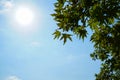 Natural fresh green maple leaves foliage branches on bright sunshine day with clear blue sky background