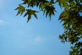 Natural fresh green maple leaves foliage branches closeup on summer day with clear blue sky background