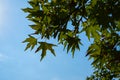 Natural fresh green maple leaves foliage branches closeup on sunny day with shadow and clear blue sky background
