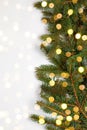 Natural fresh green pine christmas tree branches with bokeh lights background Royalty Free Stock Photo