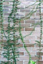 Natural fresh green tree covered on the brown brick wall gardening exterior for beautiful building architecture home and living Royalty Free Stock Photo