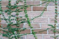 Natural fresh green tree covered on the brown brick wall gardening exterior for beautiful building architecture home and living Royalty Free Stock Photo