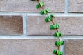 Natural fresh green tree covered on the brown brick wall gardening exterior for beautiful building architecture home and living Royalty Free Stock Photo