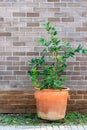 Natural fresh green tree in a pot with trees covered on the brown brick wall exterior design for building architecture home and Royalty Free Stock Photo