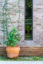 Natural fresh green tree in a pot with trees covered on the brown brick wall exterior design for building architecture home and Royalty Free Stock Photo