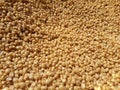 This is the natural and fresh jawar grain, in the village of Ambegaon maharashtra india Royalty Free Stock Photo