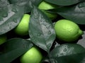 Natural fresh lime with water drops and sliced, green leaf isolated on white background. Created with Generative AI Royalty Free Stock Photo