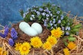 Natural Fresh Nest with Blue Eggs and Flowers Royalty Free Stock Photo