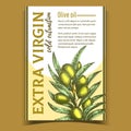 Natural Fresh Olive Tree Branch Banner Vector Royalty Free Stock Photo