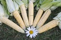 Natural and fresh organic milk corns from the garden Royalty Free Stock Photo