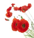 Natural Fresh Poppies isolated on white