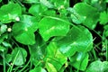 Natural fresh Water Pennywort