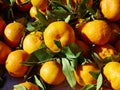 Natural freshly picked Mandarines Tangerine Clementine Avocado f