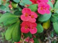 Natural and freshness Crown of thorns flower blooming in the garden with green leaves. This plant is also known as Euphorbia milii Royalty Free Stock Photo