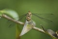 Frontal closeup on a Common darter dragonfly , Sympetrum striolatum perched on a leaf