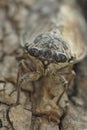 Frontal closeup on the Mediterranean Common Cicada Lyristes plebeja sitting on a tree trunk